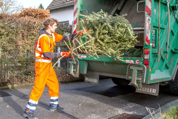 Weihnachtsbäume wurden gestern und heute abgeholt FOTO: ANDREAS DUNKER