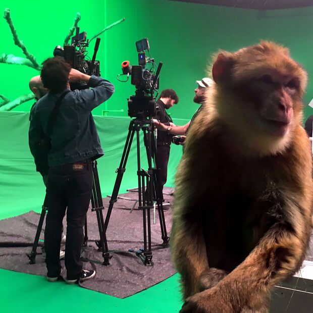 Berber-Affe „Fritzchen“ aus Echthausen am Filmset von "Benjamin Blümchen" in Köln FOTO: PRIVAT