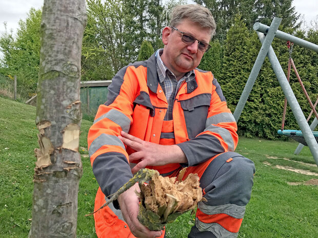Bauhof-Mitarbeiter Markus Grewe zeigt den Überrest eines abgehackten Baumes und die keilförmigen Einschnitte in einen jungen Stamm. FOTO: ANDREAS DUNKER