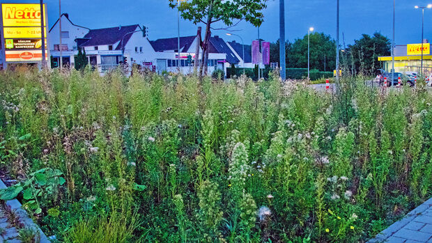 Der Stein des Anstoßes: der Grünstreifen rund um das Areal des Netto-Marktes FOTO: ANDREAS DUNKER