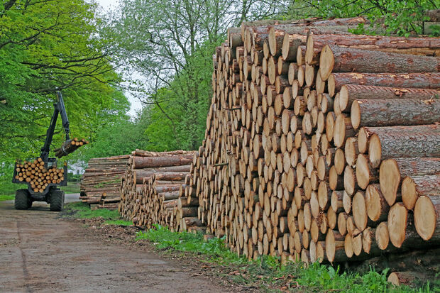Das Holz wurde inzwischen großteils abtransportiert. Einige Stapel liegen aber noch immer am Wegesrand aufgeschichtet. ARCHIVFOTO: ANDREAS DUNKER