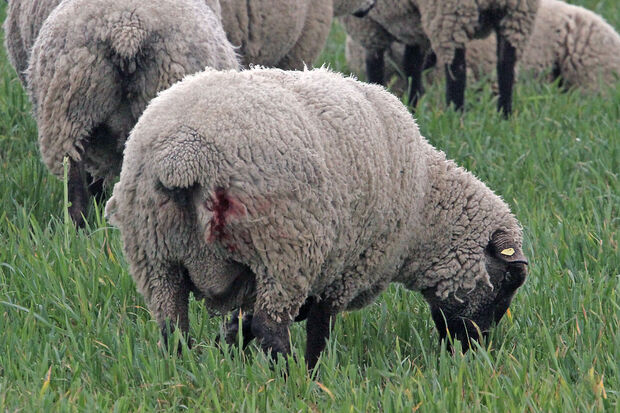 Eines der leicht verletzten Schafe FOTO: ANDREAS DUNKER
