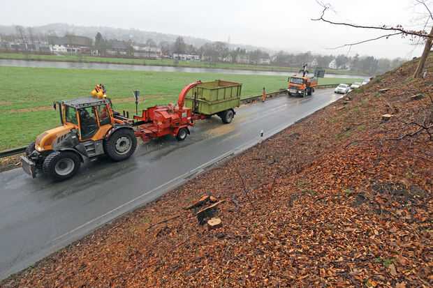 Gelichtet: die Baumreihen am Hang FOTO: ANDREAS DUNKER