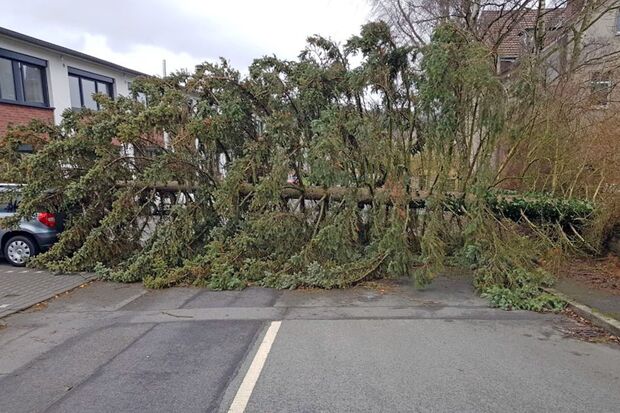 Umgestürzter Baum an der Marscheidstraße in Wickede - gegenüber dem Gesundheitswerk FOTO: FEUERWEHR WICKEDE (RUHR)