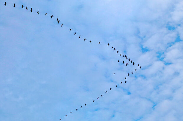 Zugvögel auf der Reise in ihr Winterquartier: Kraniche in V-Formation am Himmel über Wickede FOTO: ANDREAS DUNKER