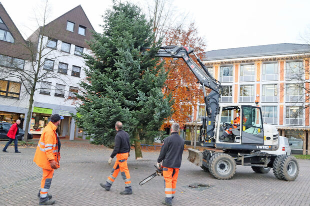 Der Weihnachtsbaum am Haken des Baggers FOTO: ANDREAS DUNKER