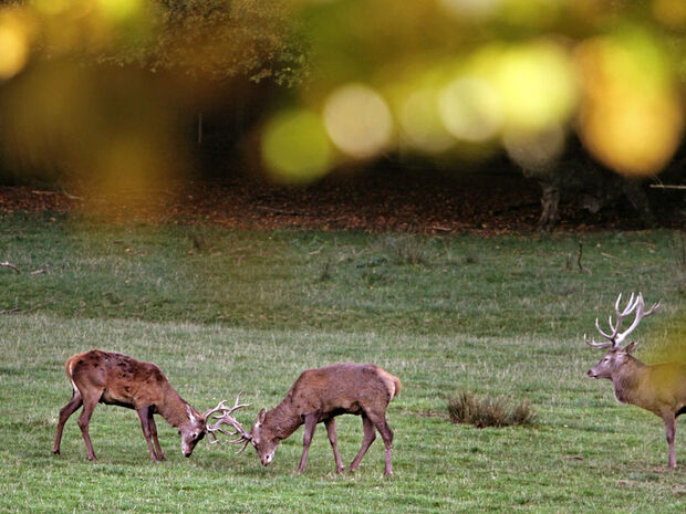 Hirschbrunft im "Wildwald" in Voßwinkel ARCHIVFOTOS: ANDREAS DUNKER